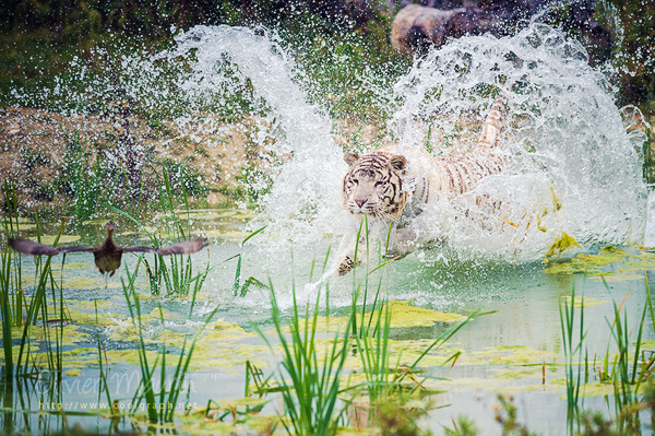 Au Parc des félins, confrontez les documentaires animaliers à la réalité